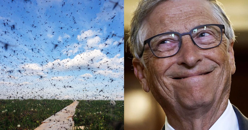 Bill Gates Releases Hundreds of Millions of Bacteria-Infected Mosquitoes Across Colombia